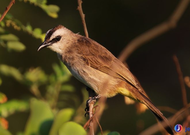 Mengenal Merbah Cerukcuk, Burung Unik dengan Suara Merdu