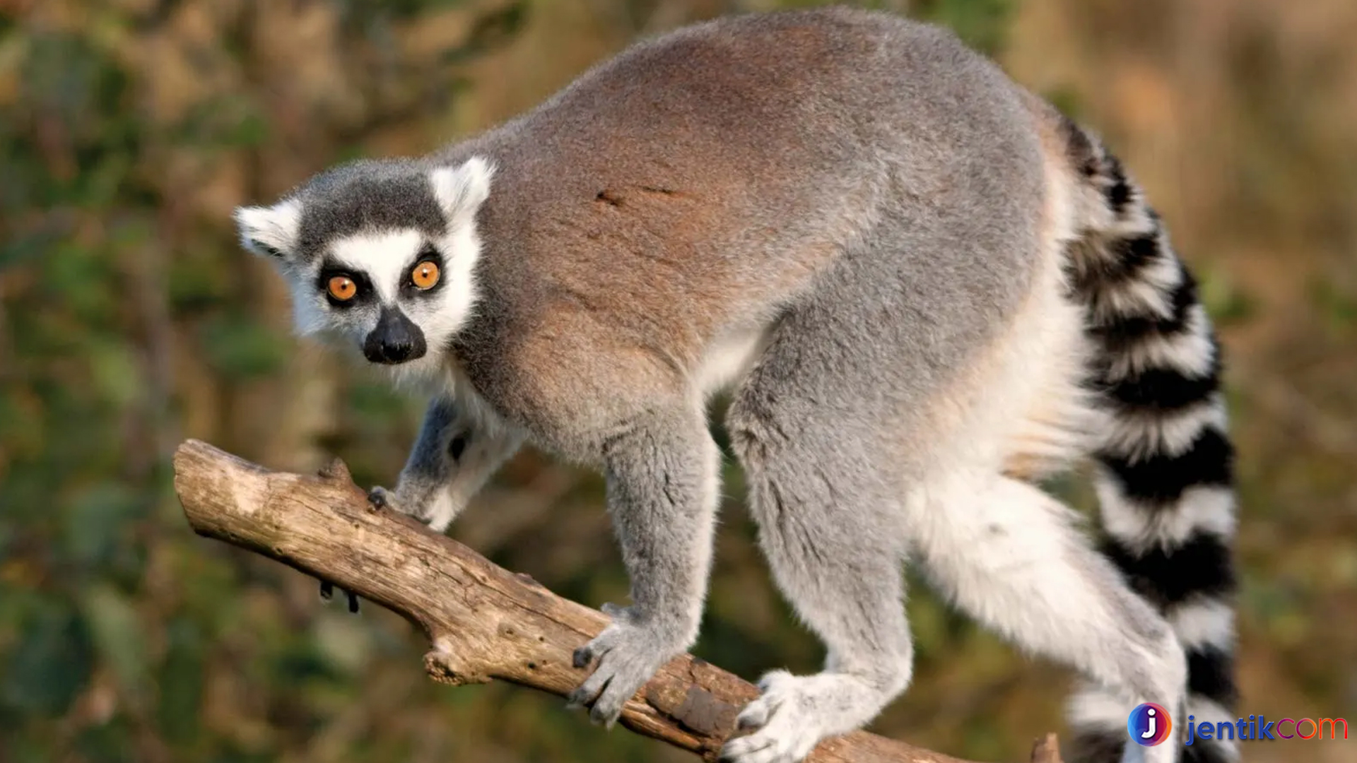 Mengenal Lemur, Primata Unik dan Menarik dari Madagaskar