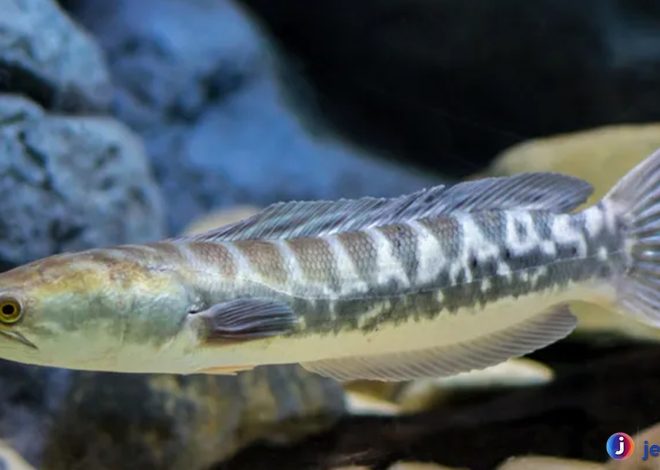 Mengenal Ikan Toman: Predator Cerdik di Perairan Tawar