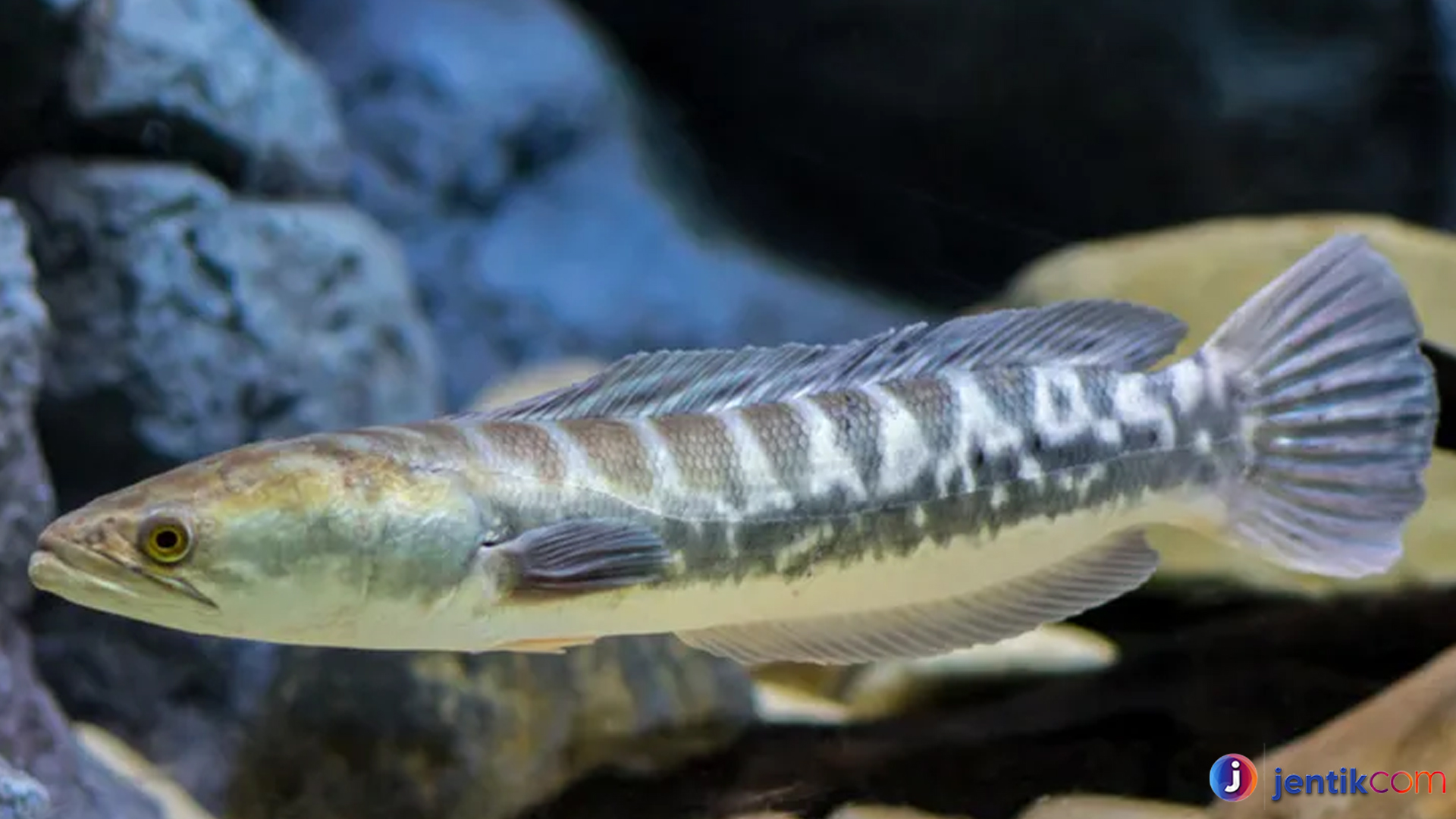 Mengenal Ikan Toman: Predator Cerdik di Perairan Tawar