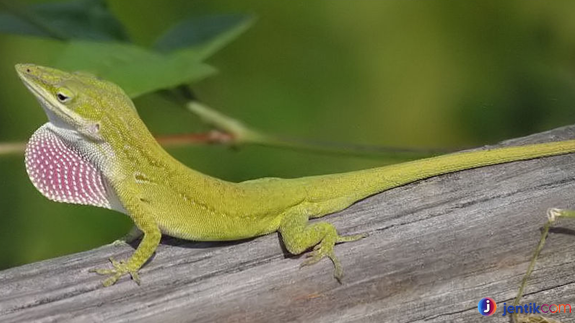 Kadal Anole: Reptil Kecil dengan Kemampuan Luar Biasa