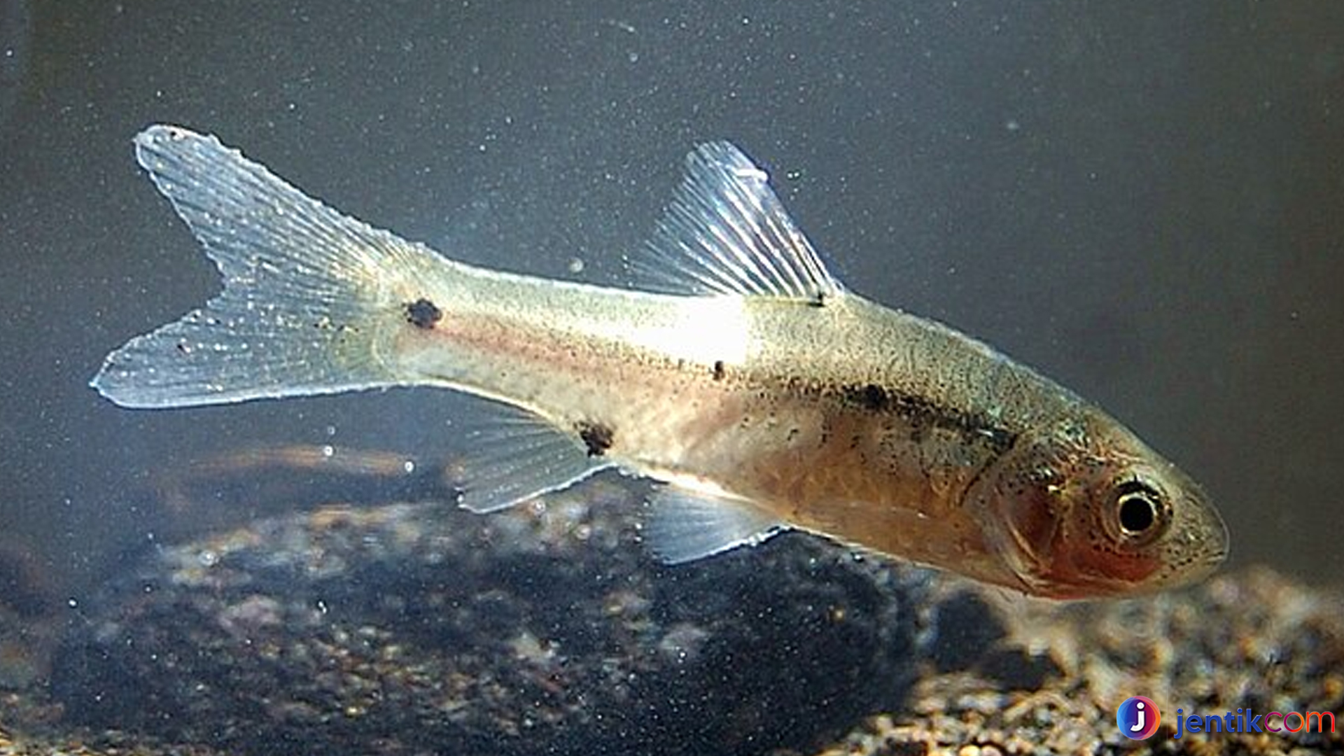 Ikan Wader Bintik-Dua: Si Pengecil Sungai yang Memikat