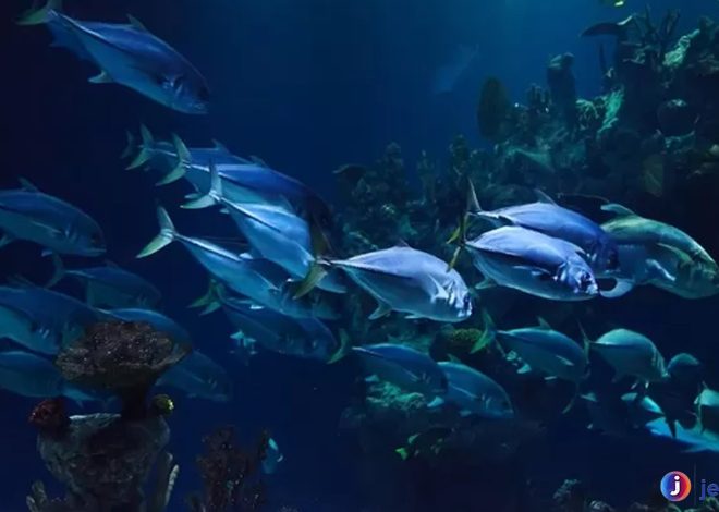 Menjaga Ikan Terubuk: Perjuangan Melestarikan Spesies Unik