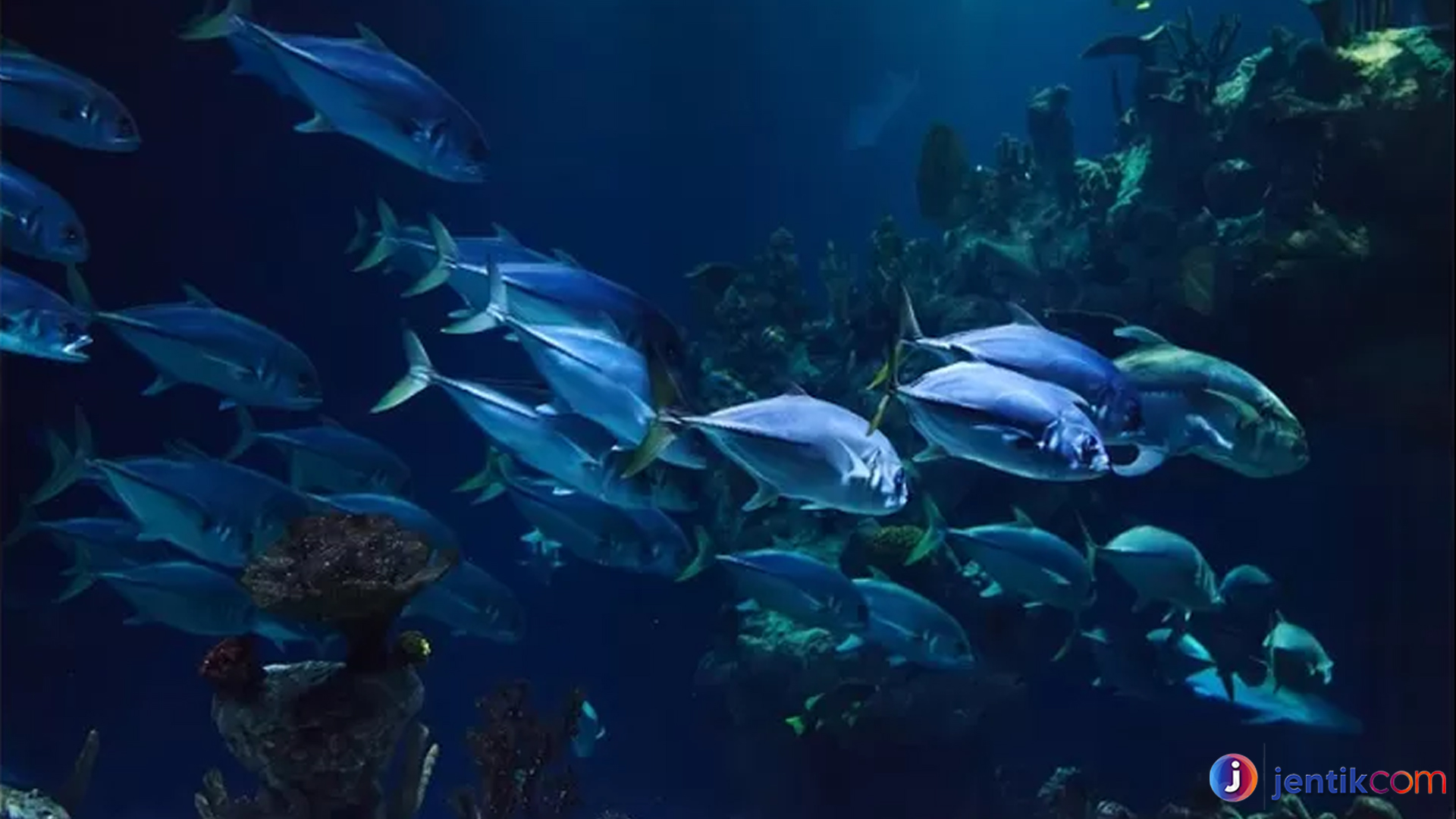 Menjaga Ikan Terubuk: Perjuangan Melestarikan Spesies Unik