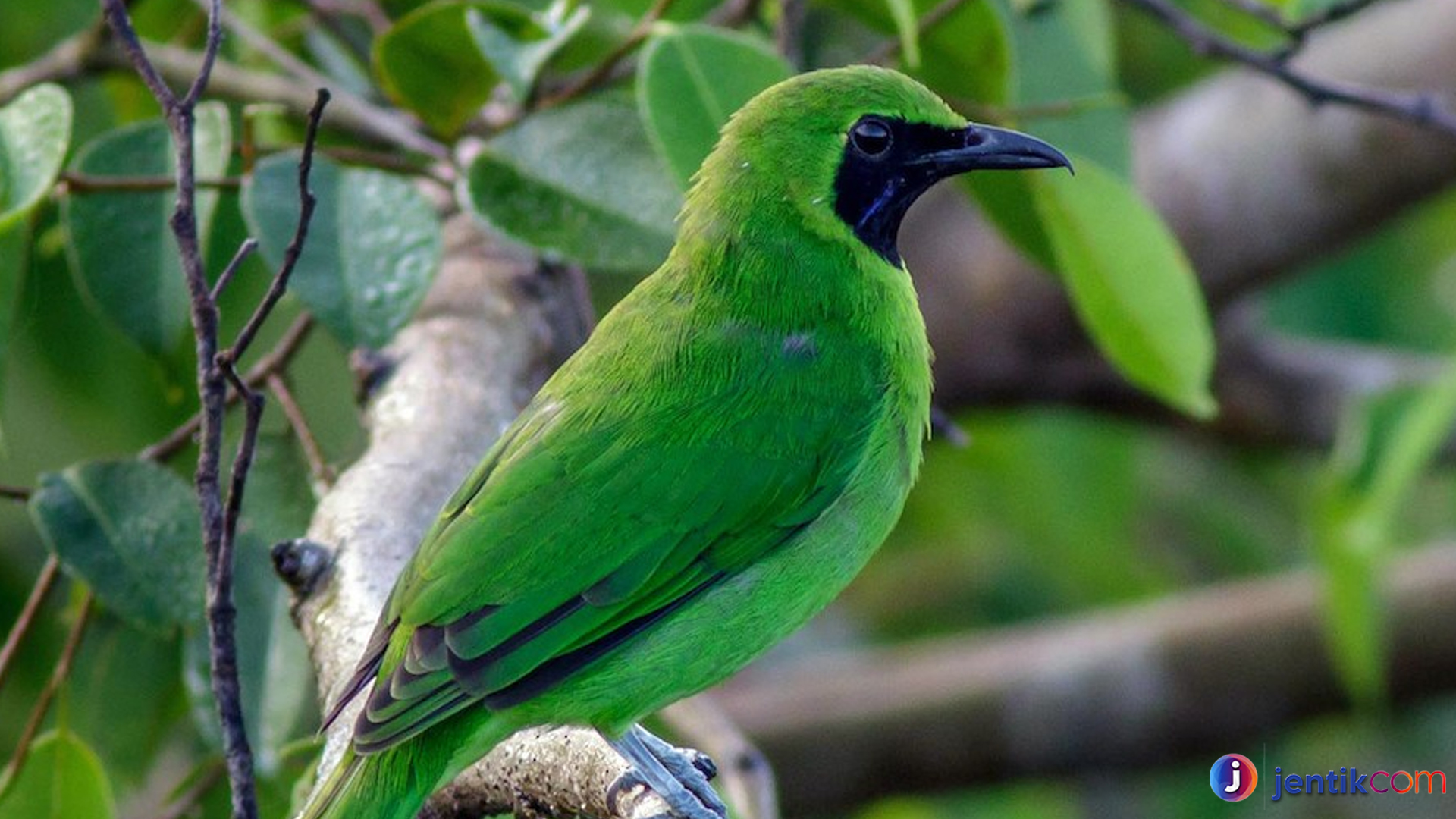 Cica Daun Besar, Burung Unik yang Jarang Dijumpai di Kota