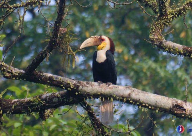 Pesona Julang Emas: Burung Eksotis dengan Warna Mempesona