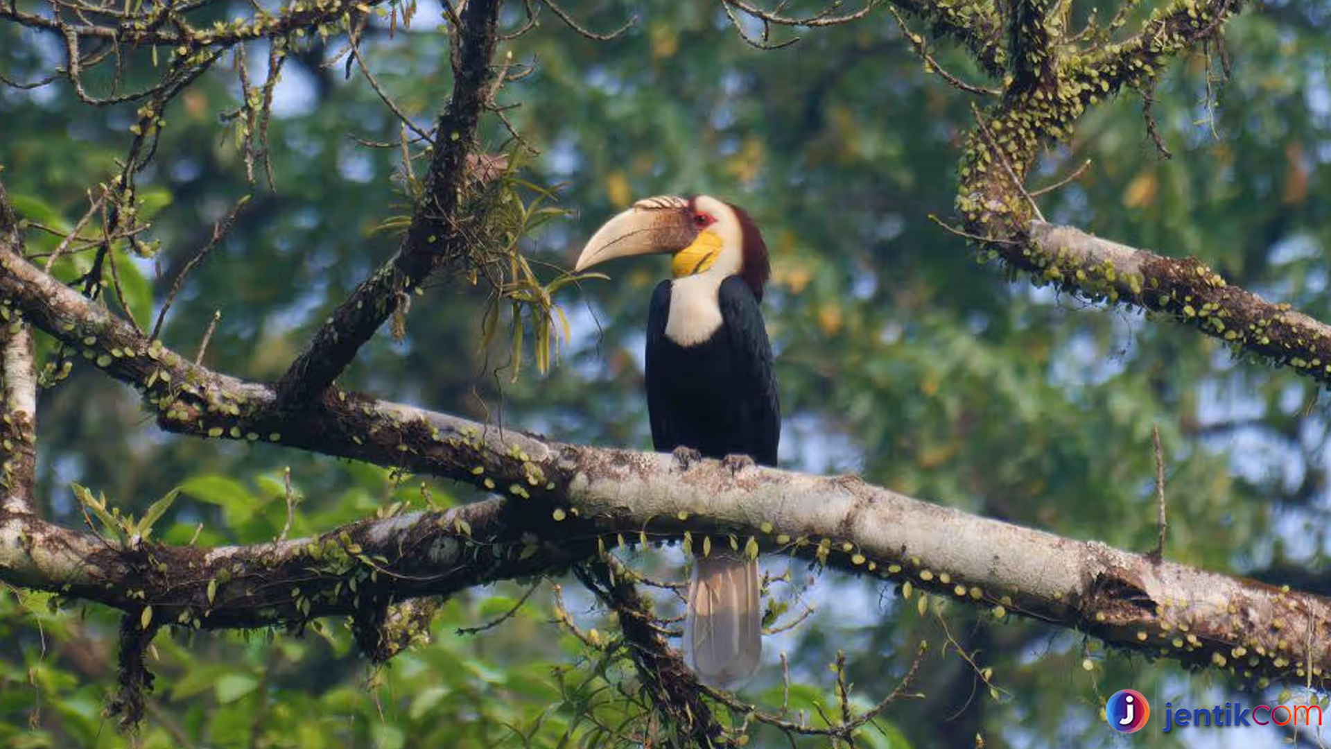 Pesona Julang Emas: Burung Eksotis dengan Warna Mempesona