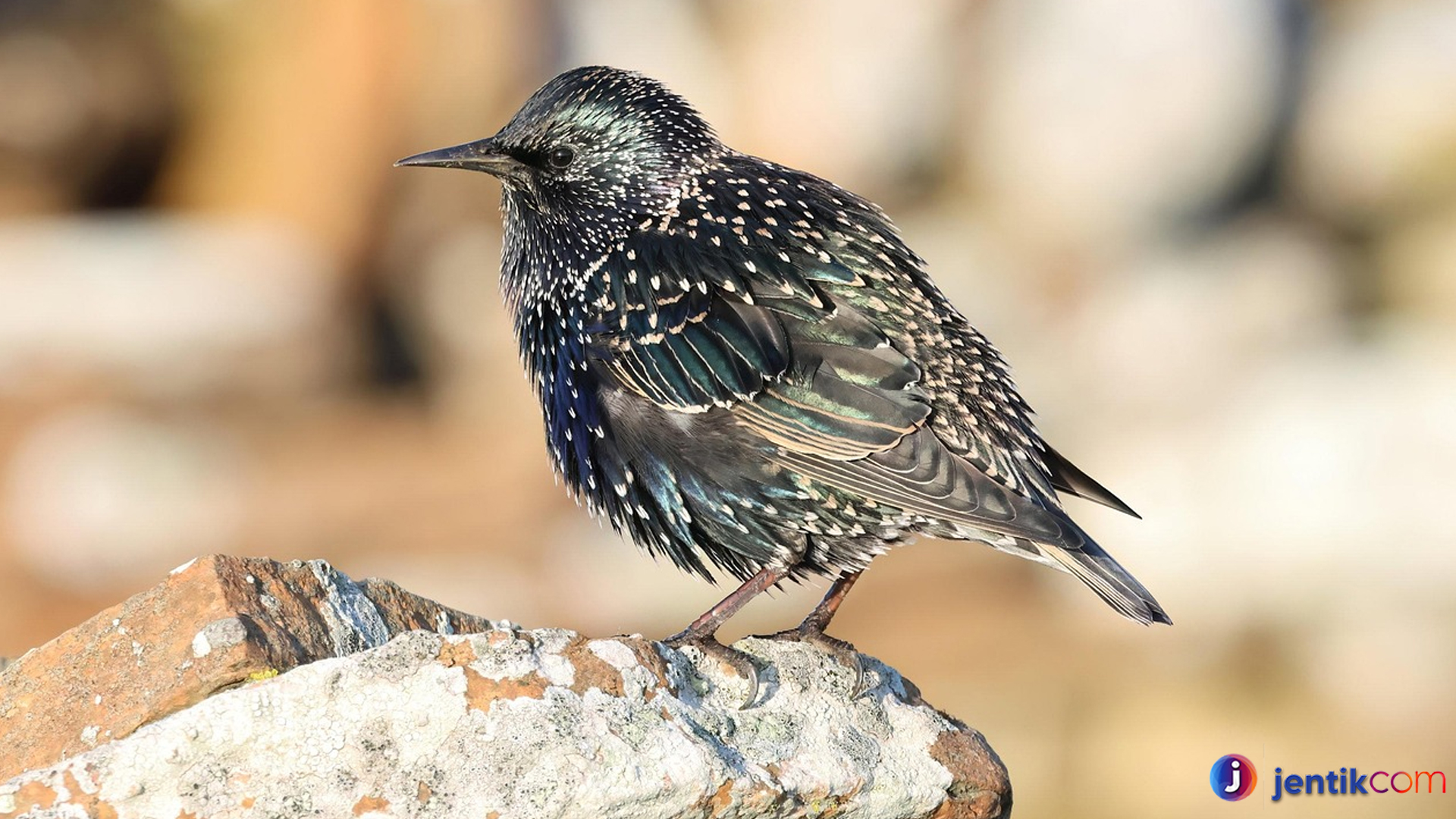 Jalak Eropa, Burung Eksotis yang Jadi Favorit Penggemar Kicau