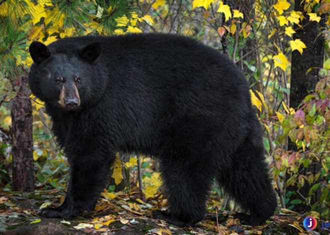Beruang Hitam Amerika dan Peran Pentingnya dalam Ekosistem