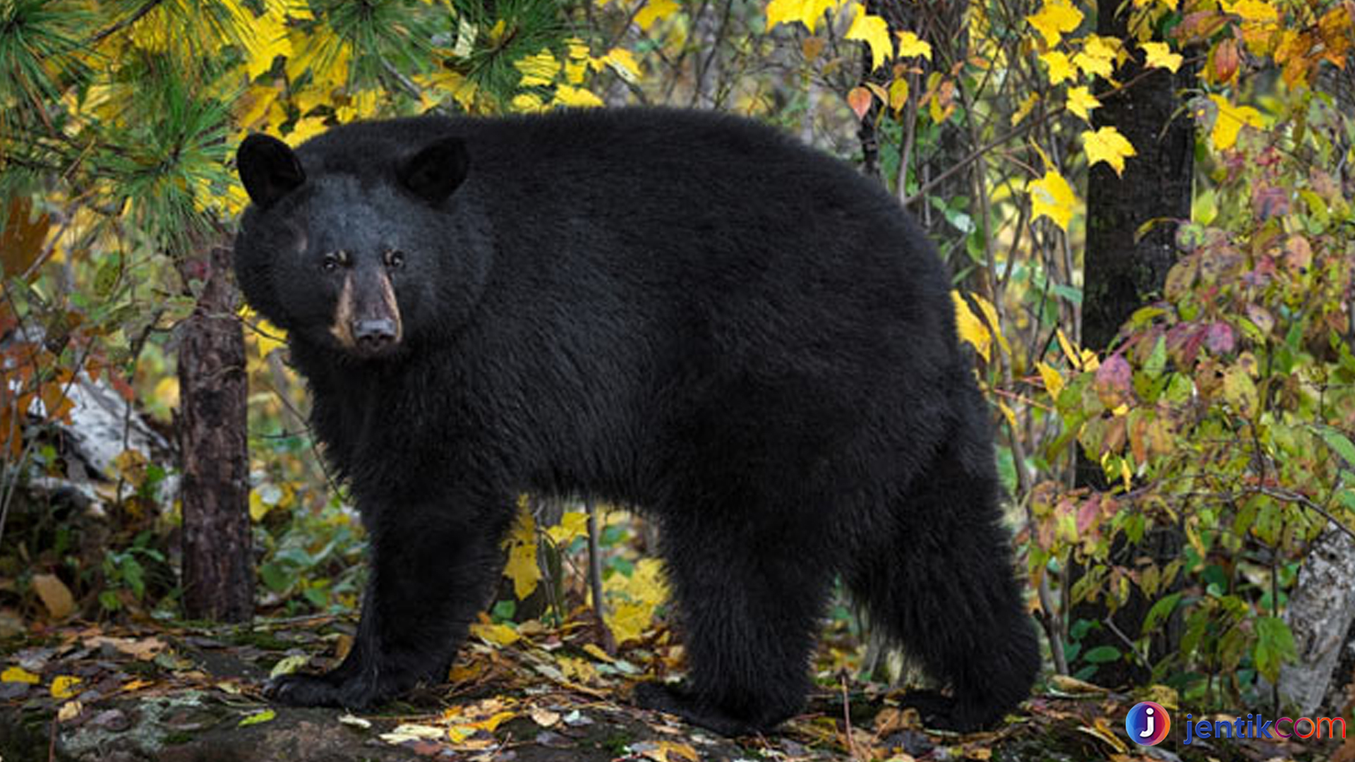 Beruang Hitam Amerika dan Peran Pentingnya dalam Ekosistem