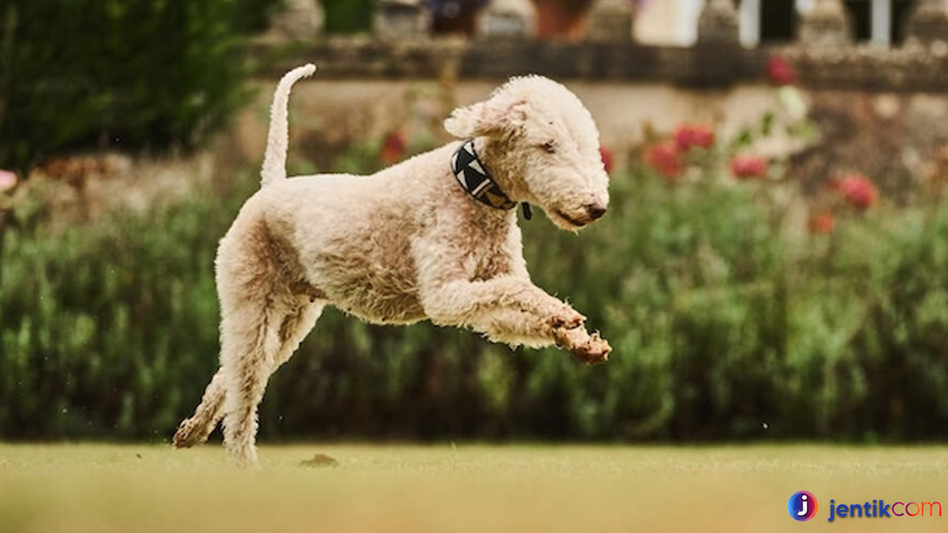 Mengenal Bedlington Terrier, Anjing Setia Berbulu Keriting