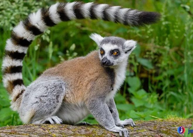 Mengenal Lemur, Primata Unik dan Menarik dari Madagaskar