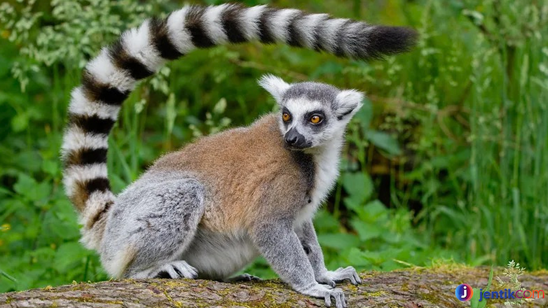 Mengenal Lemur, Primata Unik dan Menarik dari Madagaskar