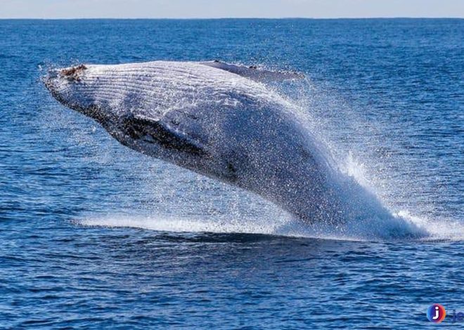 Kisah Paus Biru, Penguasa Samudra 4 Hal Paling Menarik