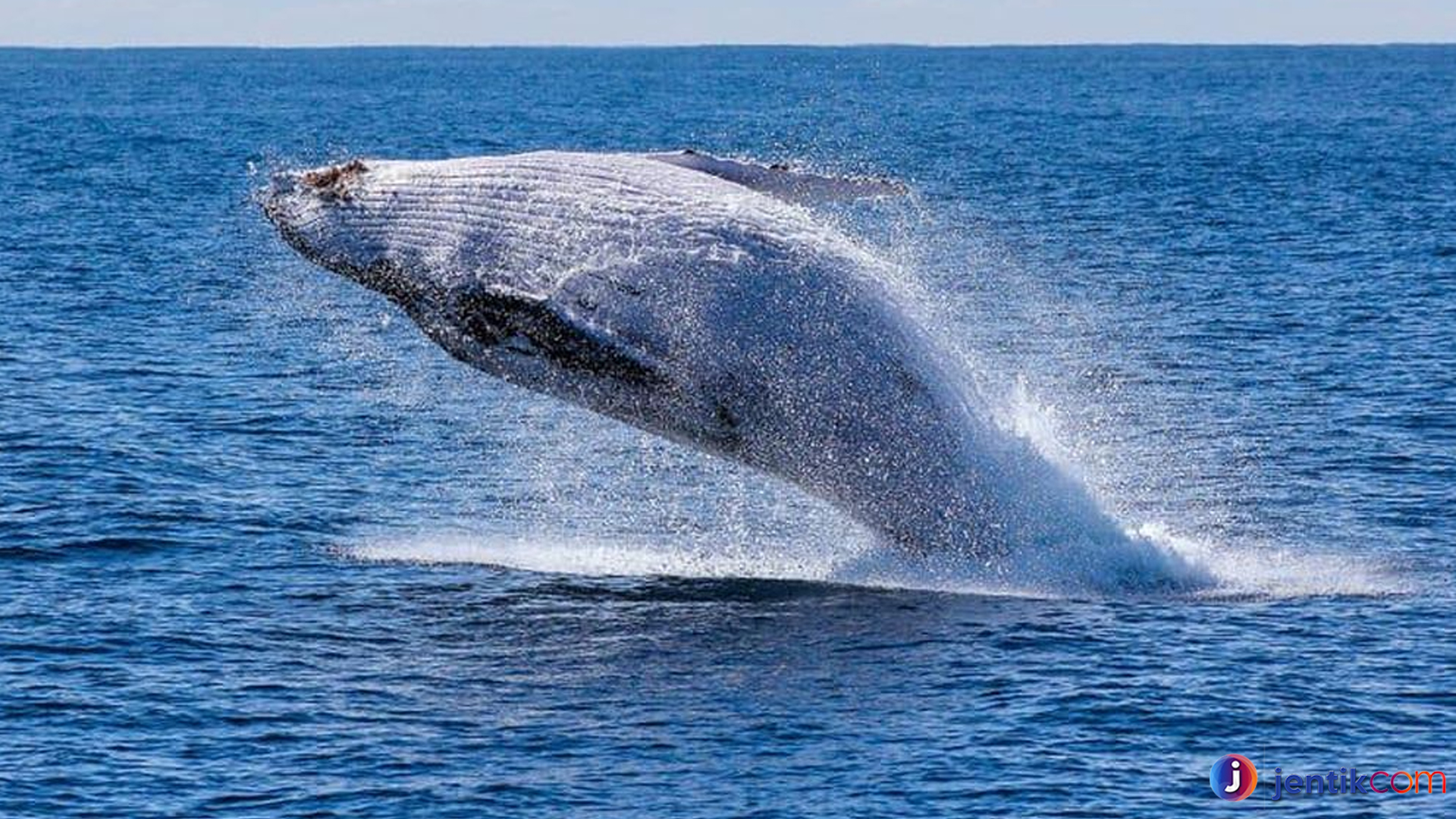 Kisah Paus Biru, Penguasa Samudra 4 Hal Paling Menarik