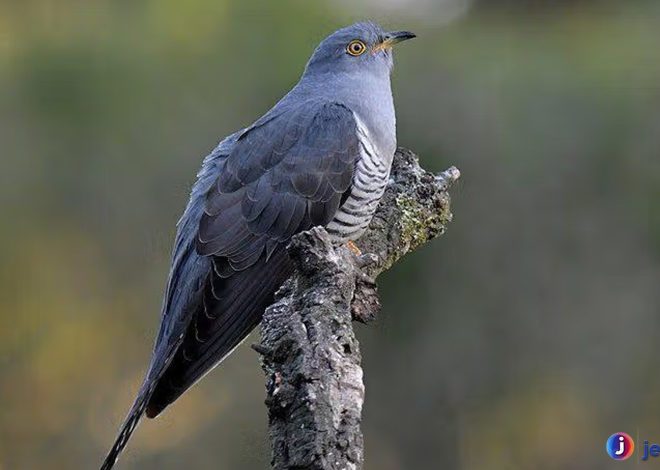 Jejak Kangkok Eurasia: Si Peniru Suara dengan Gaya Tersendiri