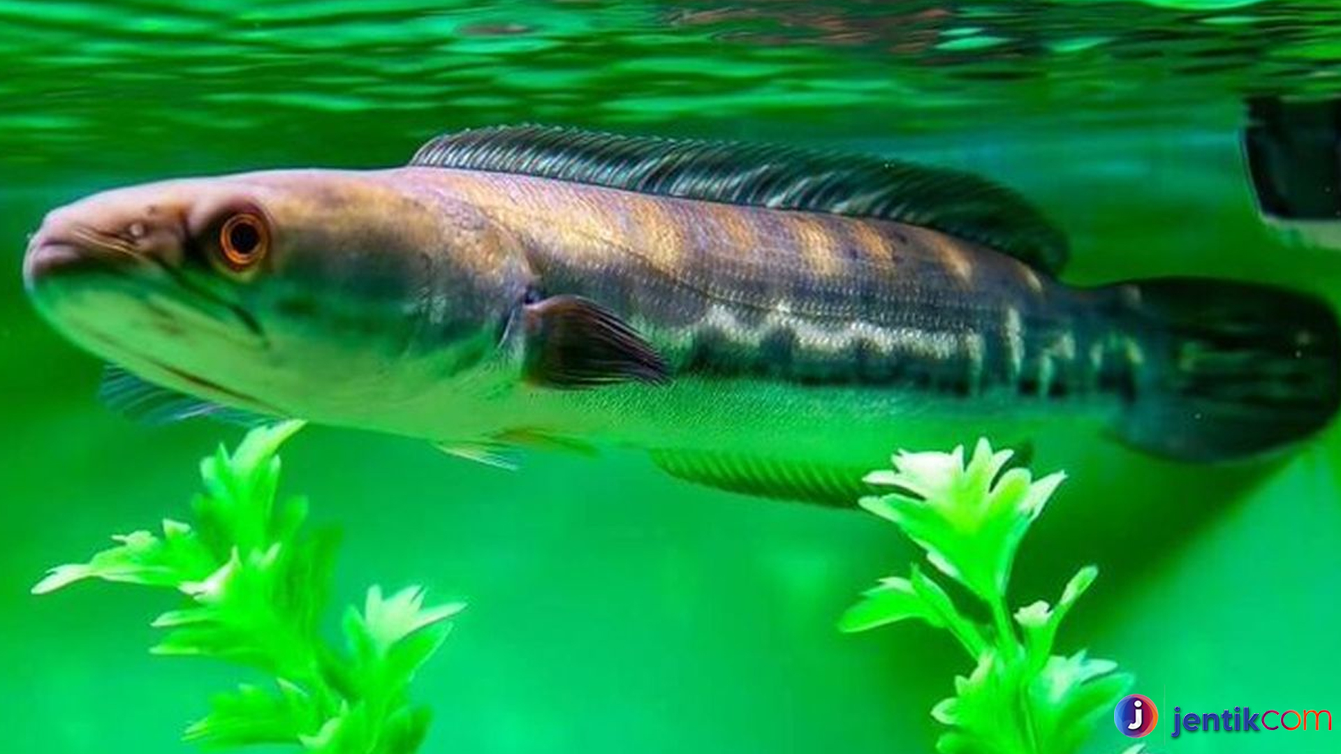 Mengenal Ikan Toman: Predator Cerdik di Perairan Tawar