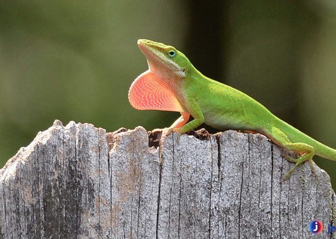 Kadal Anole: Reptil Kecil dengan Kemampuan Luar Biasa