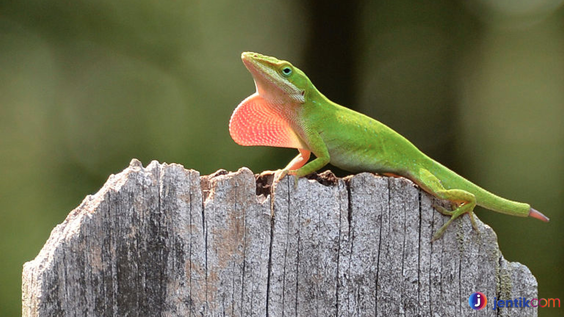 Kadal Anole: Reptil Kecil dengan Kemampuan Luar Biasa