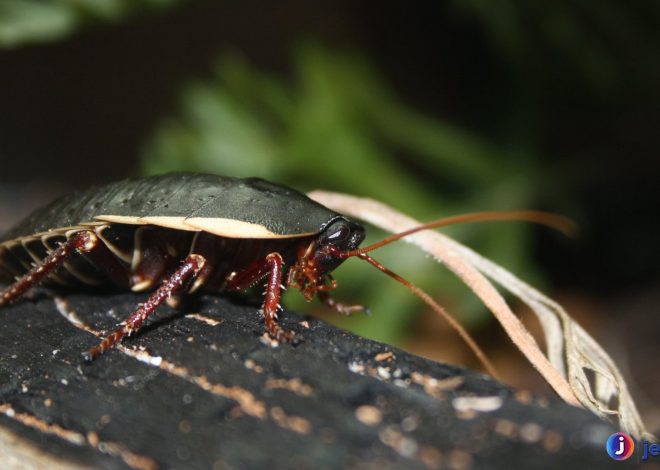 Mengenal Blattodea, Sang Penghuni Rahasia Dunia Serangga