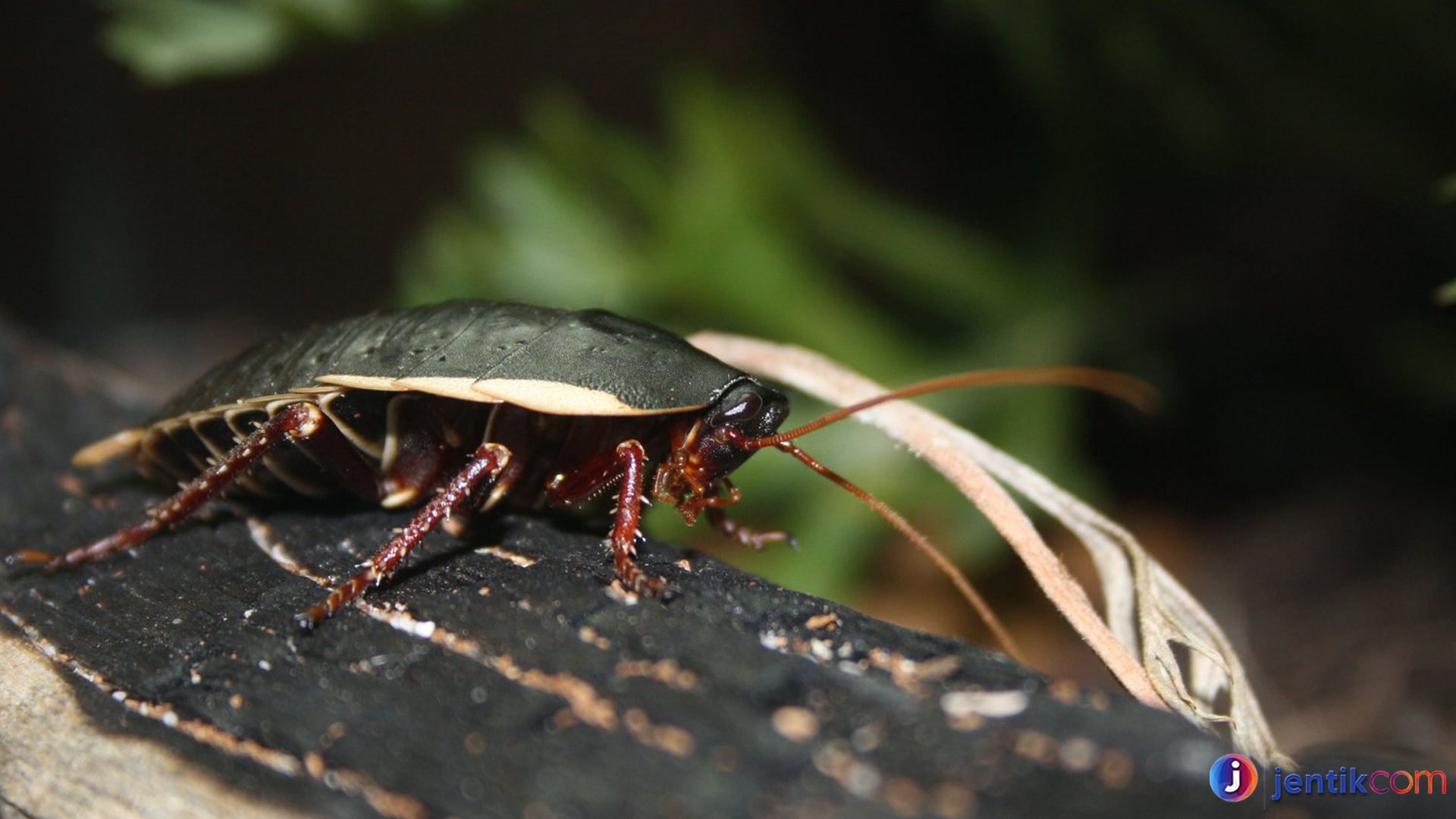 Mengenal Blattodea, Sang Penghuni Rahasia Dunia Serangga