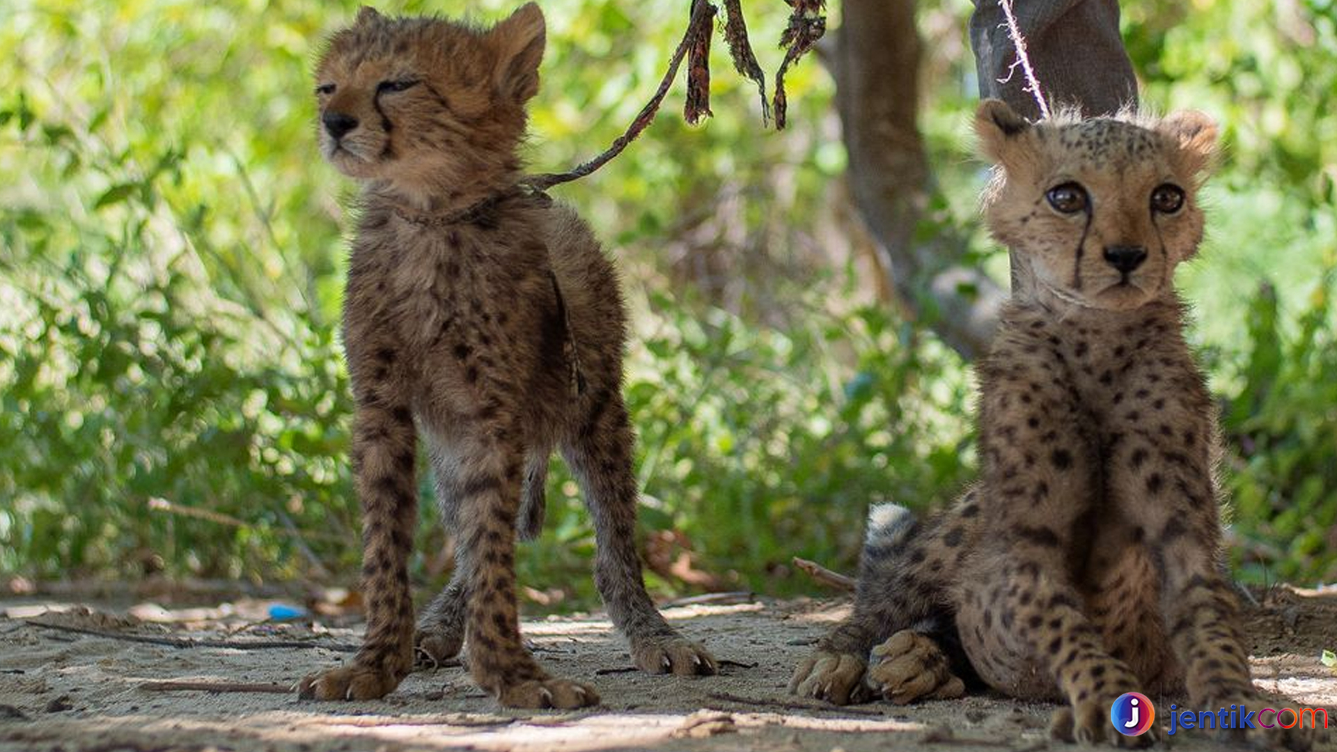 Citah dan Kecepatan Memukau: Rahasia Sang Predator Gurun
