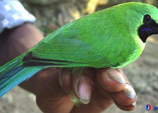 Cica Daun Besar, Burung Unik yang Jarang Dijumpai di Kota
