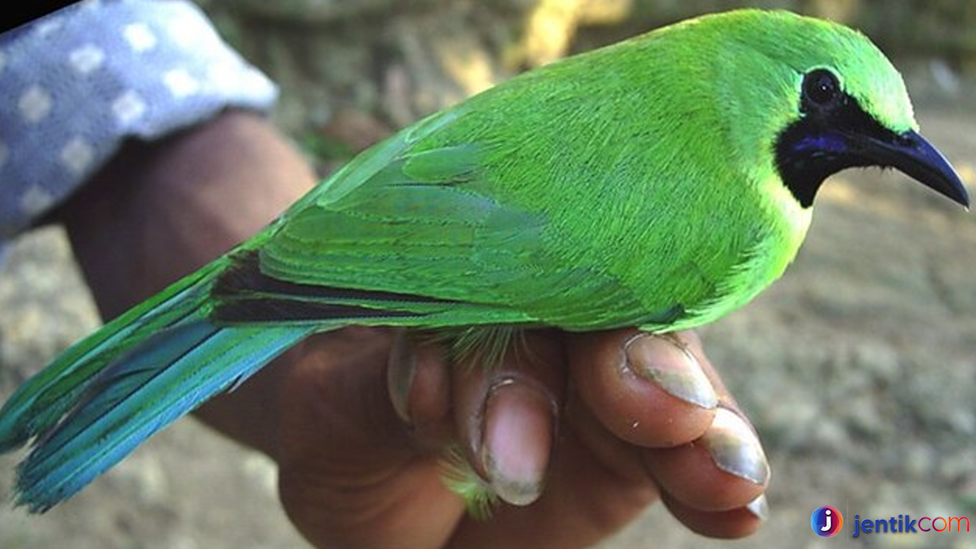 Cica Daun Besar, Burung Unik yang Jarang Dijumpai di Kota