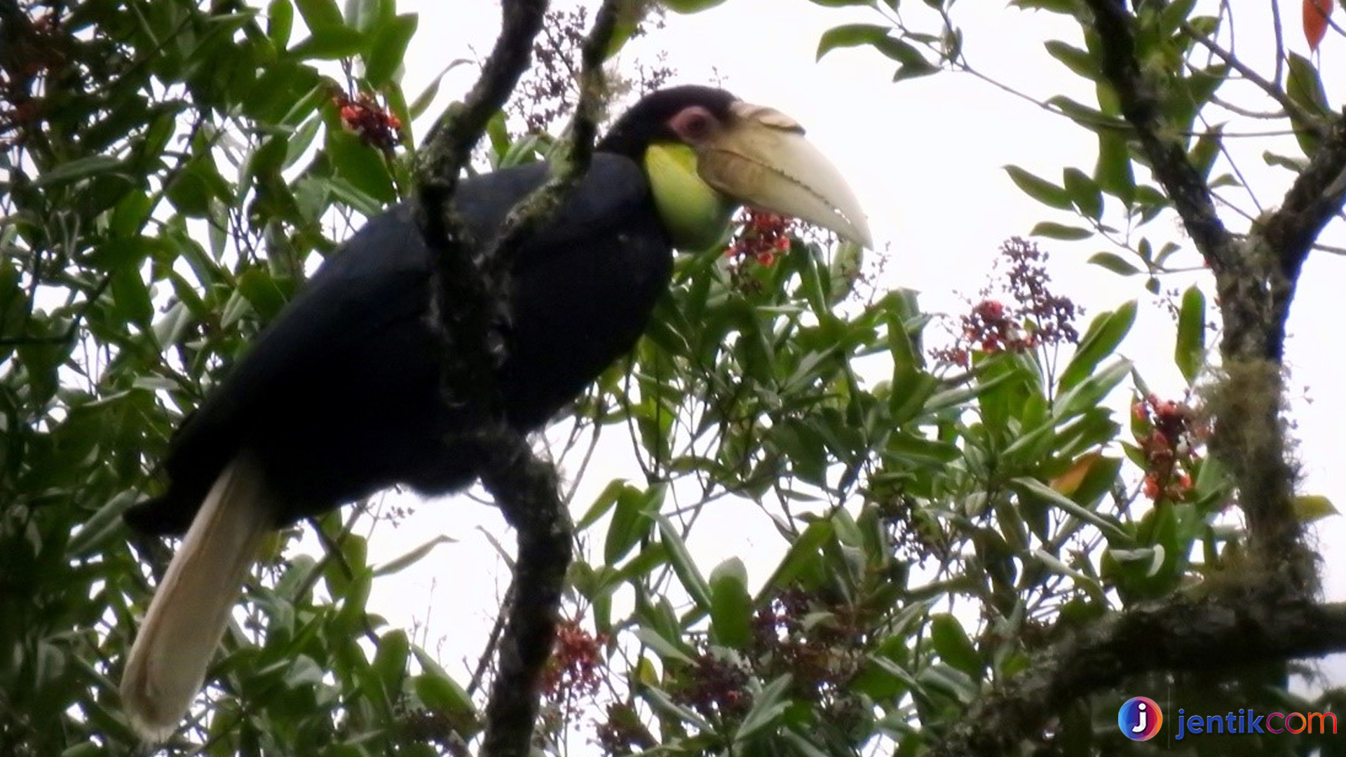 Pesona Julang Emas: Burung Eksotis dengan Warna Mempesona
