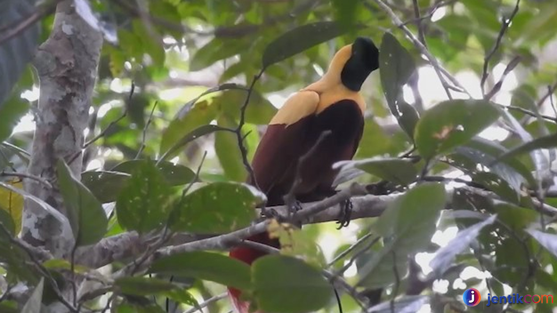 Keindahan Memukau Burung Cendrawasih Merah di Alam Liar