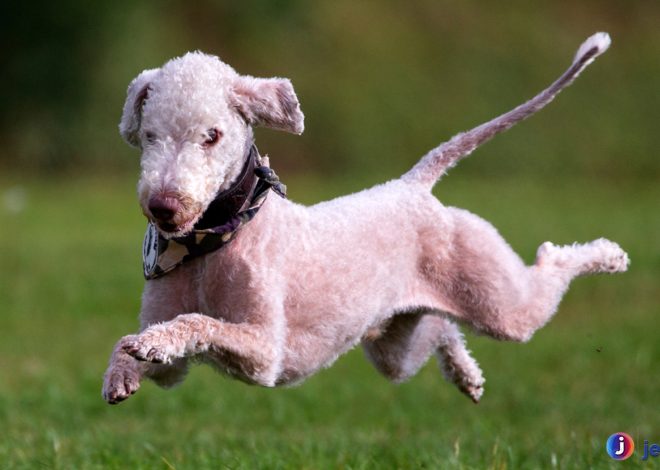 Mengenal Bedlington Terrier, Anjing Setia Berbulu Keriting