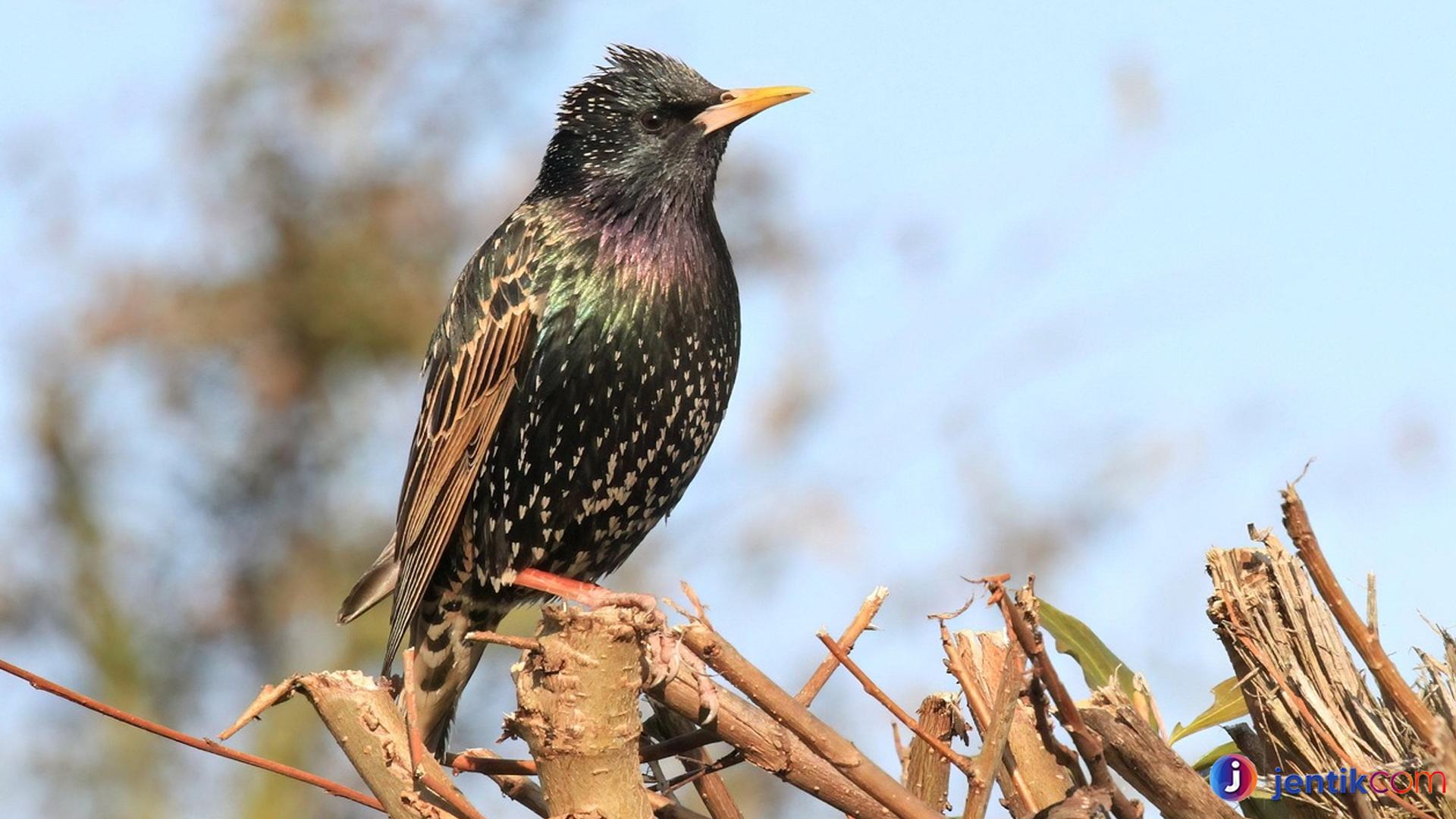 Jalak Eropa, Burung Eksotis yang Jadi Favorit Penggemar Kicau