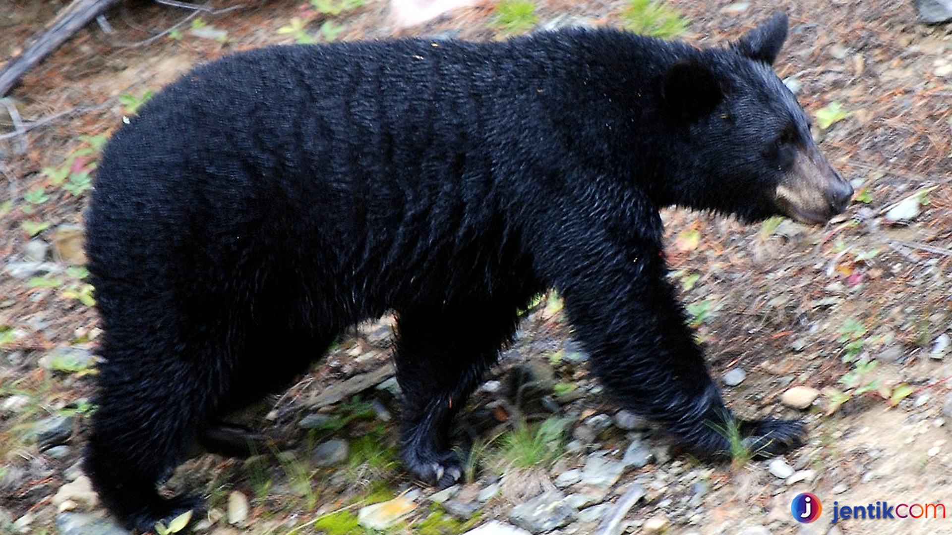 Beruang Hitam Amerika dan Peran Pentingnya dalam Ekosistem