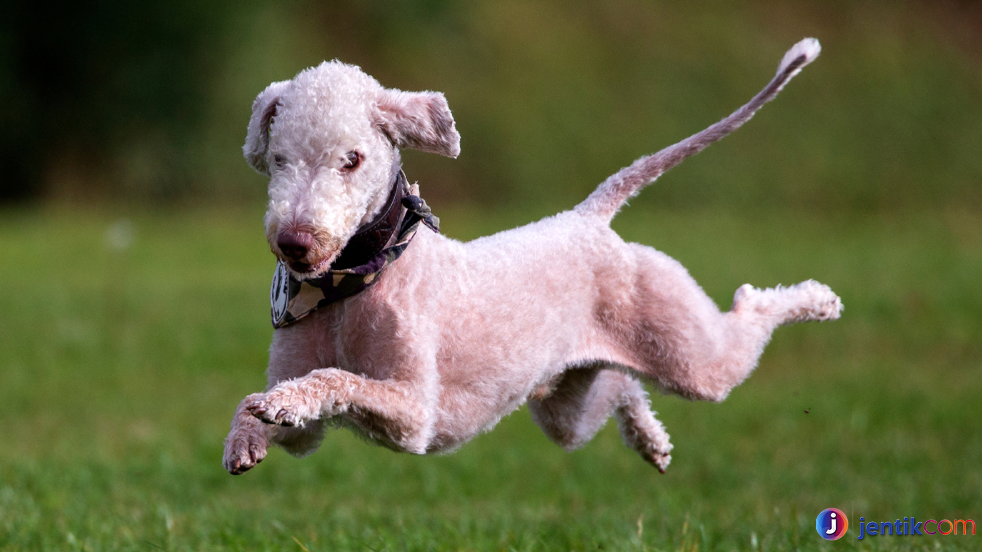 Mengenal Bedlington Terrier, Anjing Setia Berbulu Keriting