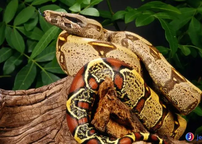 Fakta Gokil tentang Ular Boidae yang Bikin Penasaran