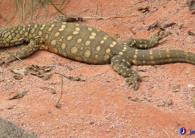 Biawak Perentie, Reptil Besar yang Memukau Dunia Fauna