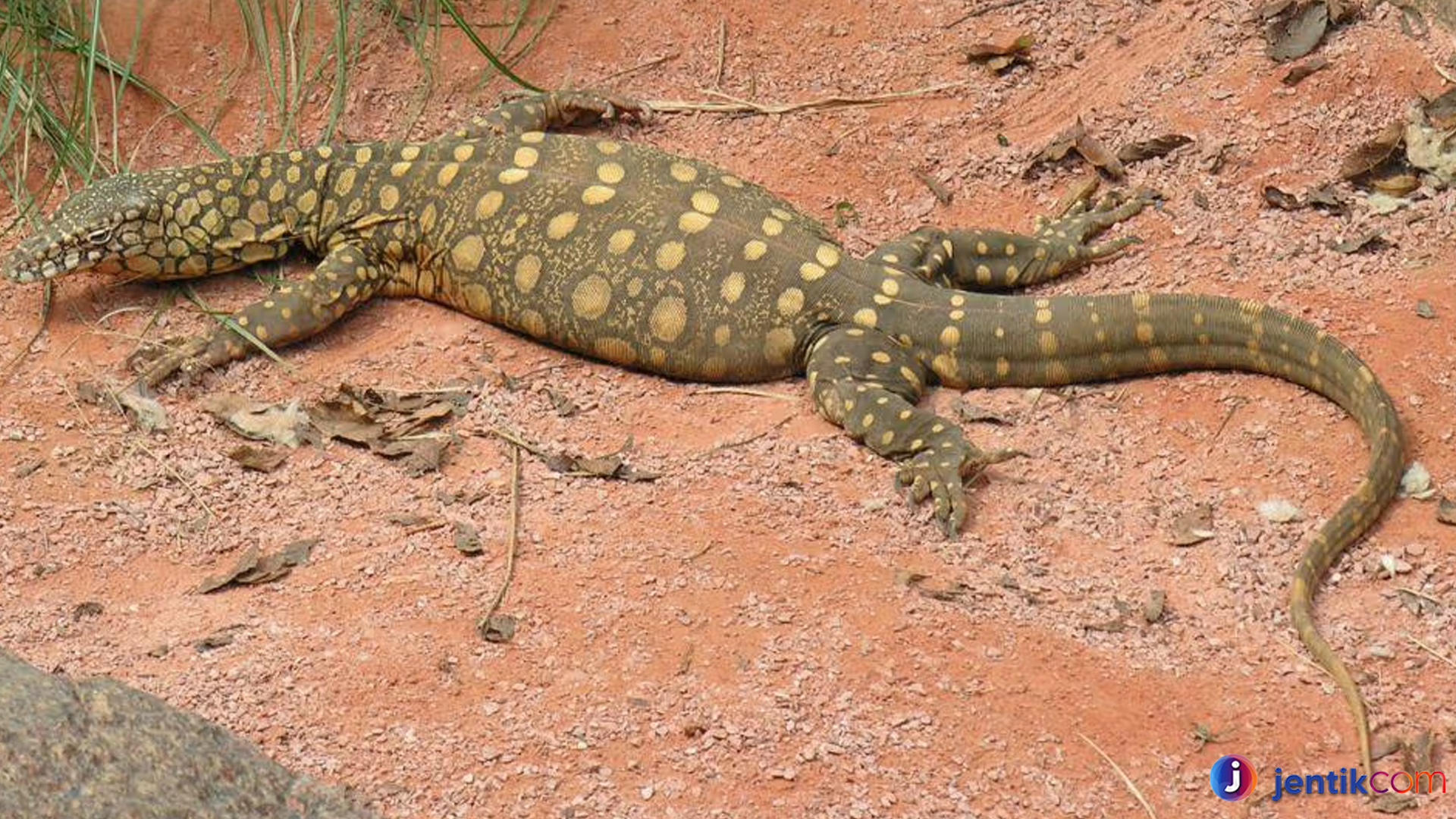 Biawak Perentie, Reptil Besar yang Memukau Dunia Fauna