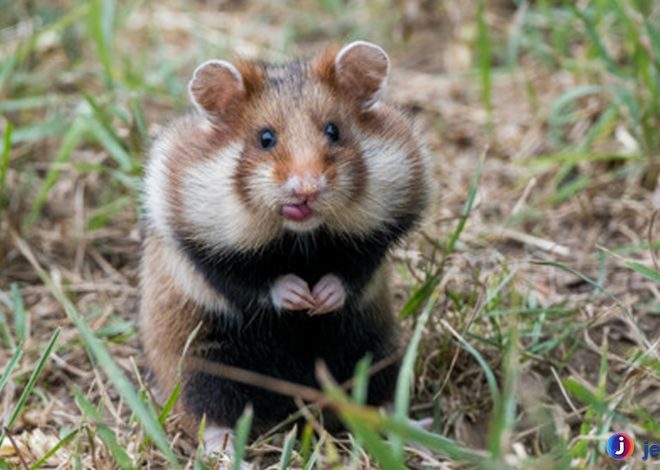 Hamster Gansu: Pemberani Si Kecil dengan Daya Tarik Besar