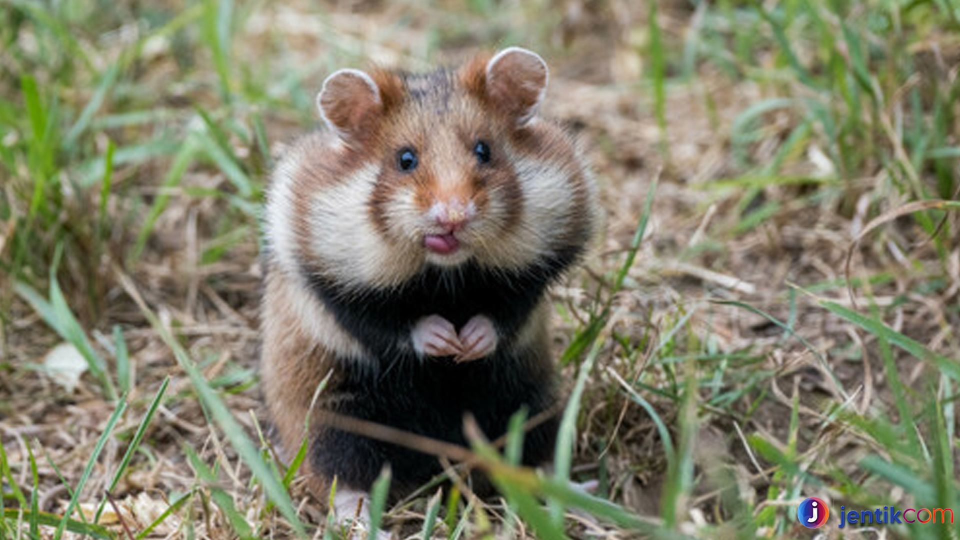 Hamster Gansu: Pemberani Si Kecil dengan Daya Tarik Besar