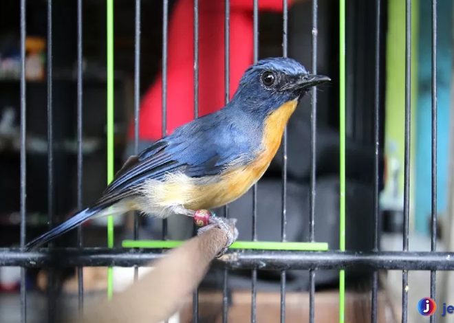Fakta Menarik Seputar Burung Tledekan yang Jarang Diketahui