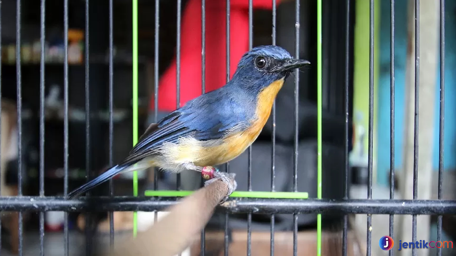 Fakta Menarik Seputar Burung Tledekan yang Jarang Diketahui