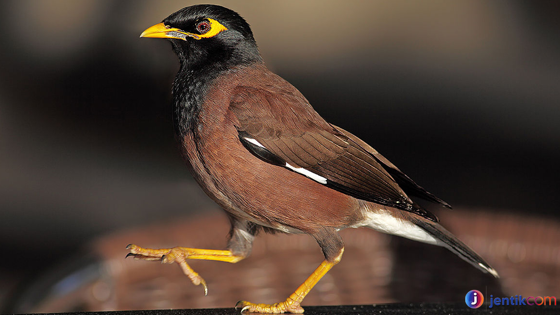 Keindahan Burung Kerak India Terungkap Lewat 3 Ciri Khasnya