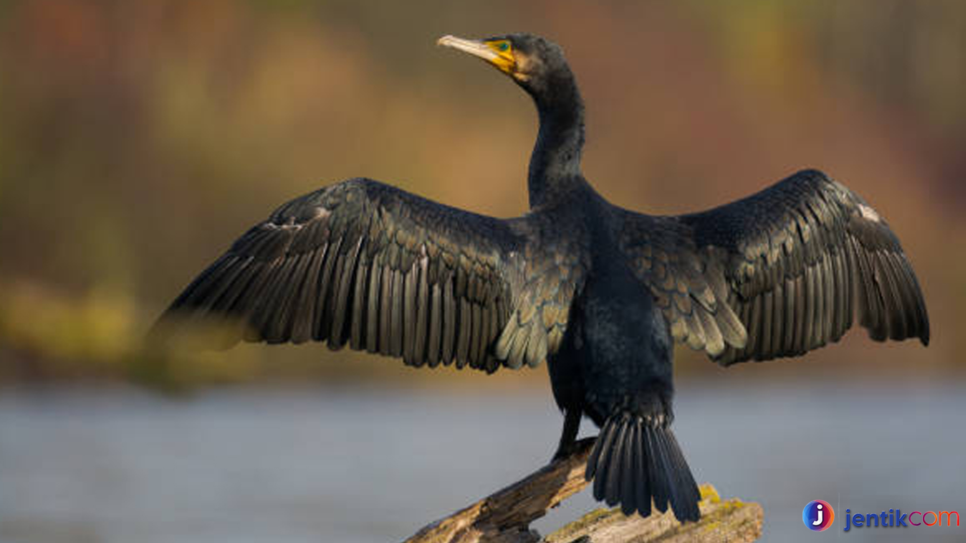 Mengenal Kormoran: 3 Hal Mengejutkan soal Burung Air Ini