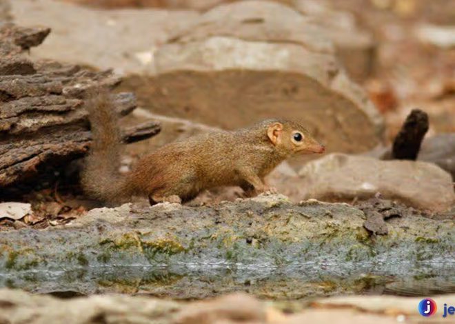 Tupai Utara dan 3 Peranannya dalam Ekosistem Hutan Tropis