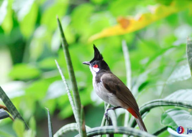 Keindahan Burung Kerak India Terungkap Lewat 3 Ciri Khasnya