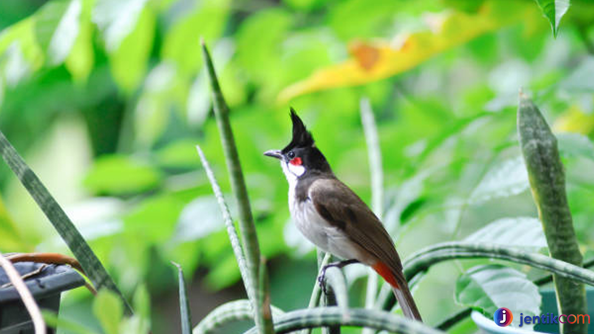 Keindahan Burung Kerak India Terungkap Lewat 3 Ciri Khasnya