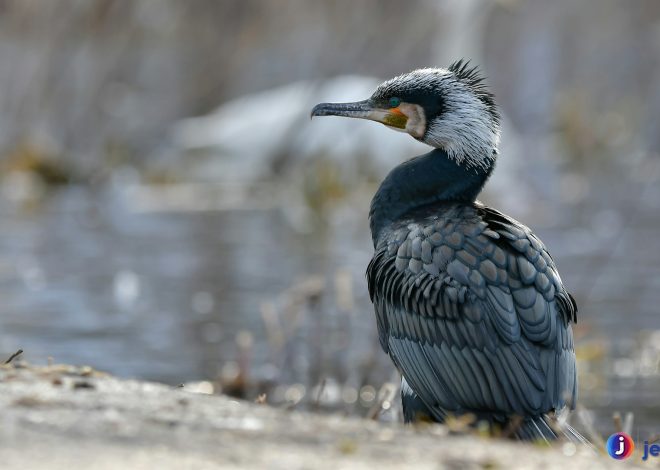 Mengenal Kormoran: 3 Hal Mengejutkan soal Burung Air Ini