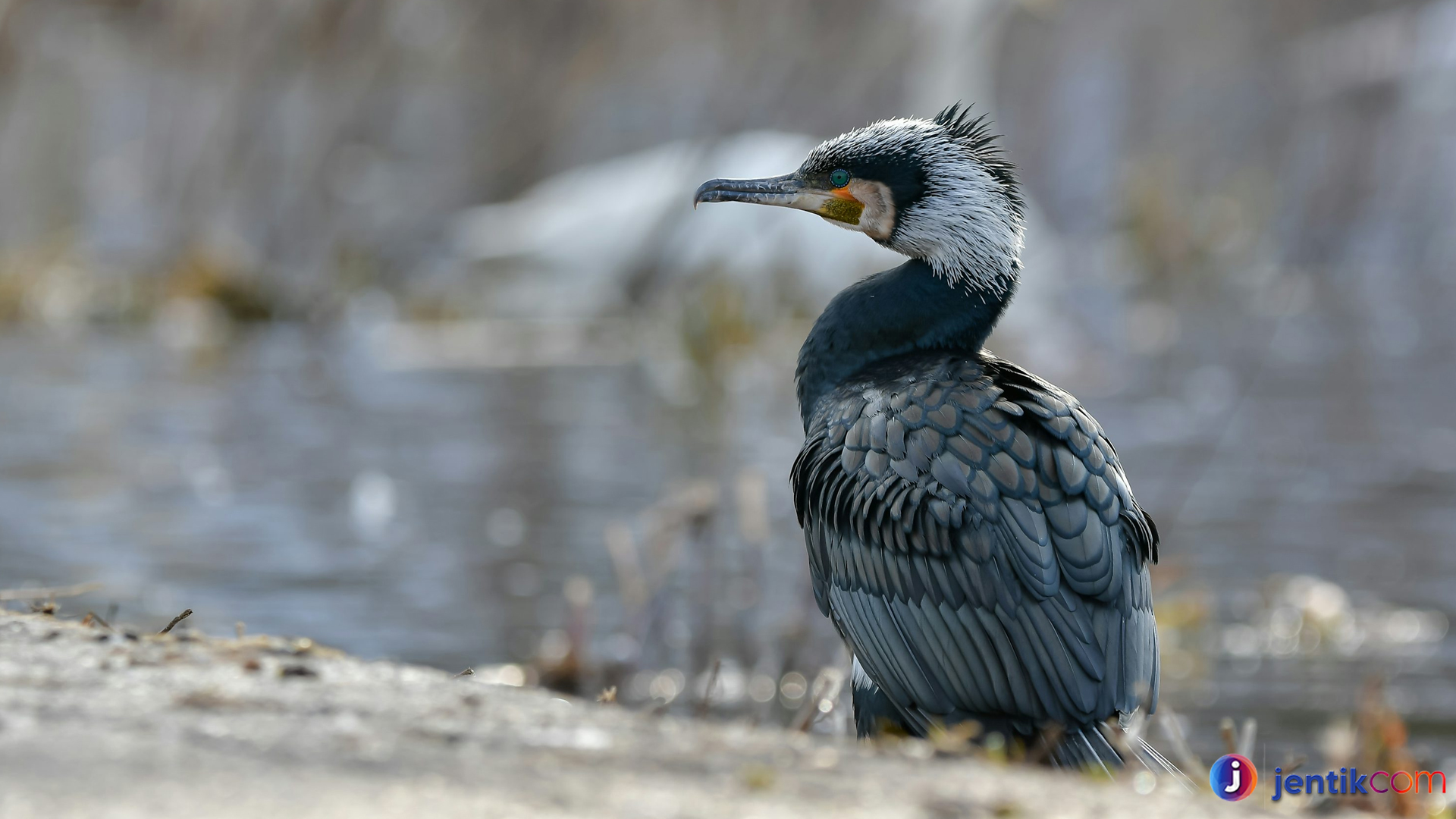 Mengenal Kormoran: 3 Hal Mengejutkan soal Burung Air Ini