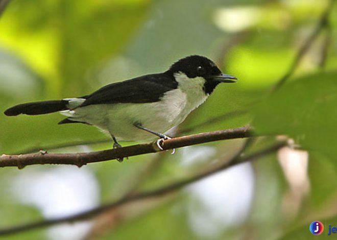 Fakta Unik Kehicap Boano: 3 Bukti Burung Ini Layak Diperjuangkan