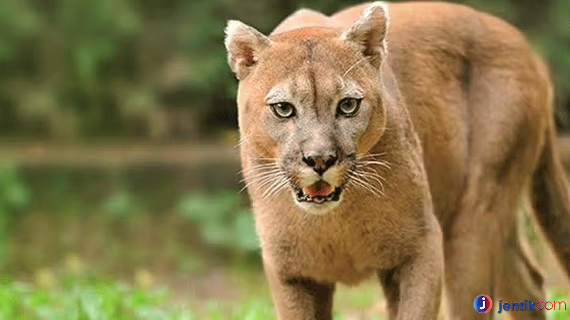 Hewan Puma: 4 Fakta Mengejutkan Tentang Kehidupan Liar